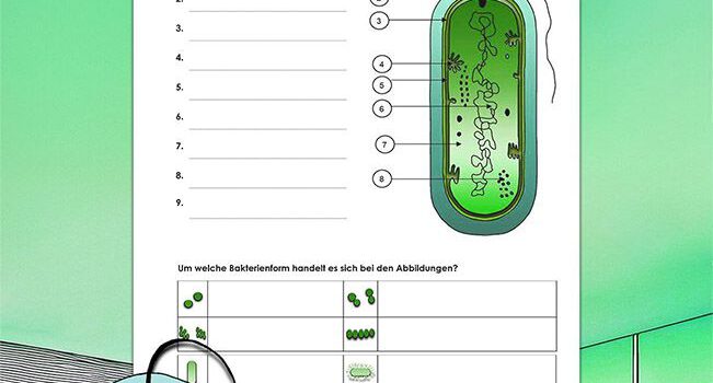 Beschrifte Bakterien Beschrifte Bakterien