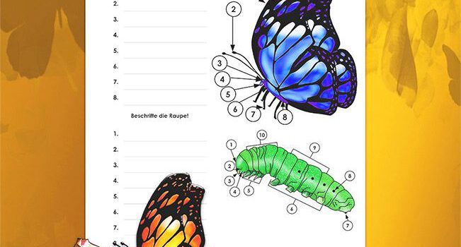 Beschrifte Schmetterling