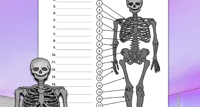 Beschrifte Skelett Beschrifte Skelett