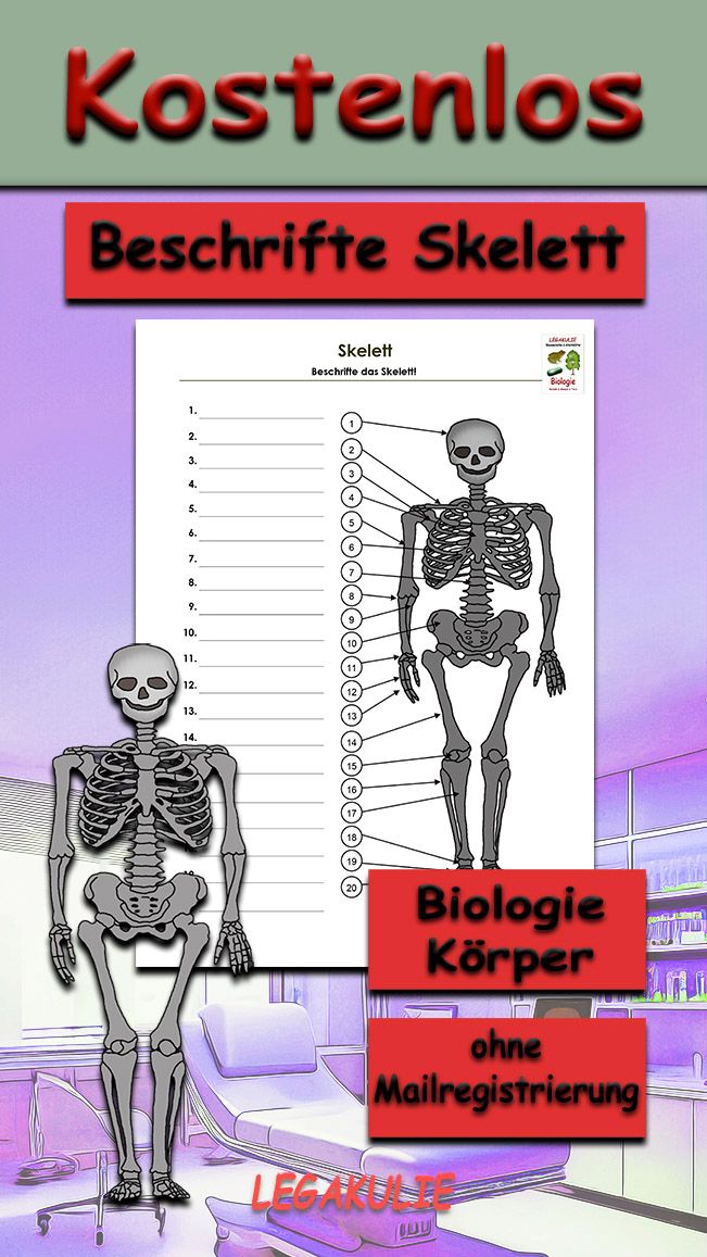 Beschrifte Skelett