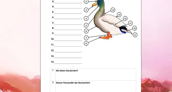 Beschrifte Stockente Beschrifte-Stockente-Legakulie