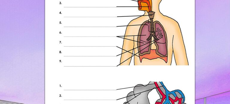 Beschrifte Atmung Beschrifte Atmung