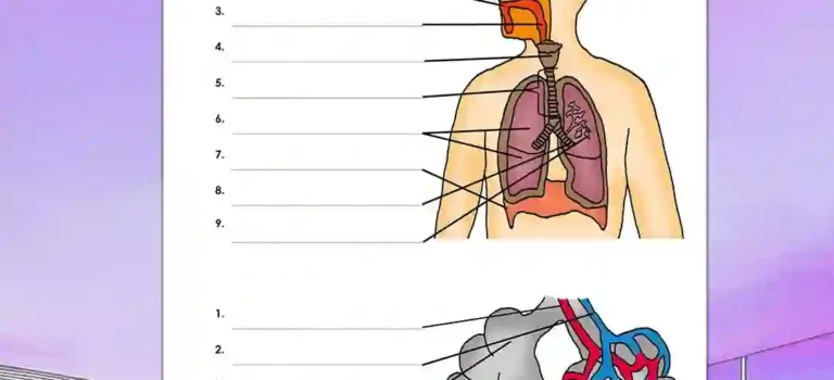 Beschrifte Atmung Beschrifte Atmung Biologie - Kostenloses Unterrichtsmaterial von Legakulie.info