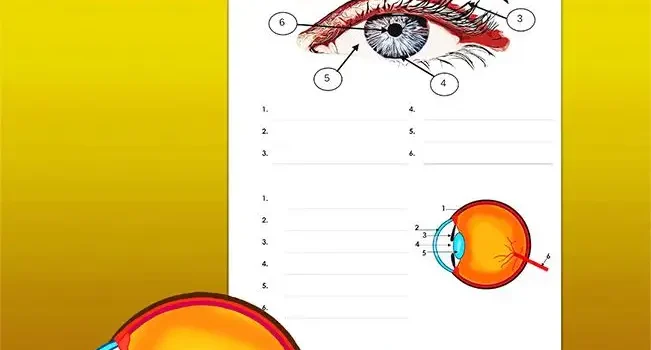 Arbeitsblatt Beschrifte Auge - Kostenloses Unterrichtsmaterial von Legakulie.info