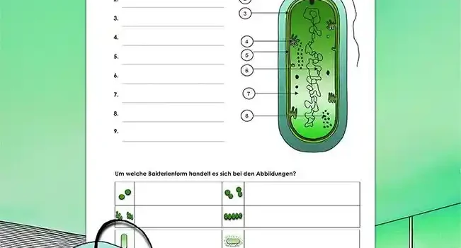 Beschrifte Bakterien Beschrifte Bakterien Biologie - Kostenloses Unterrichtsmaterial von Legakulie.info