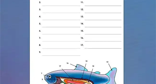 Arbeitsblatt Beschrifte Fisch - Kostenloses Unterrichtsmaterial von Legakulie.info