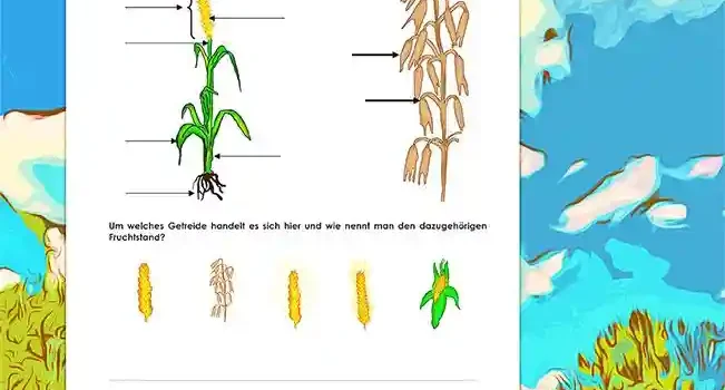 Arbeitsblatt Beschrifte Getreide - Kostenloses Unterrichtsmaterial von Legakulie.info
