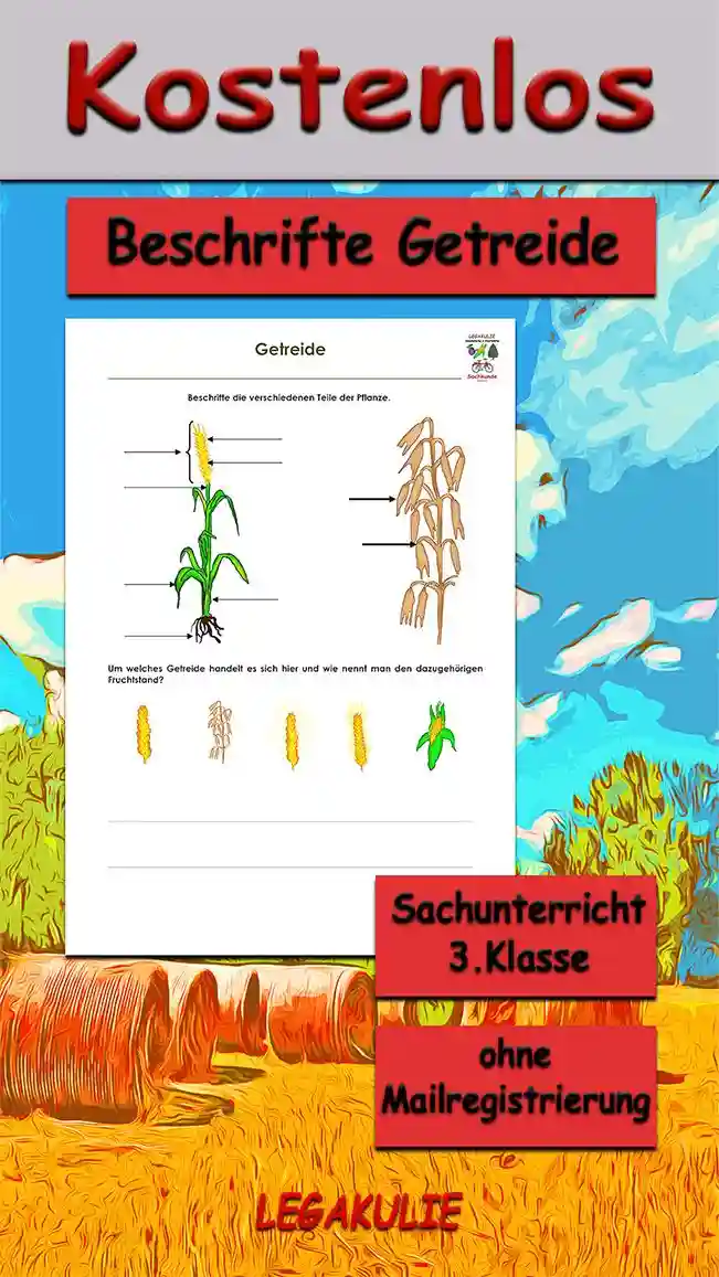 Arbeitsblatt Beschrifte Getreide - Kostenloses Unterrichtsmaterial von Legakulie.info