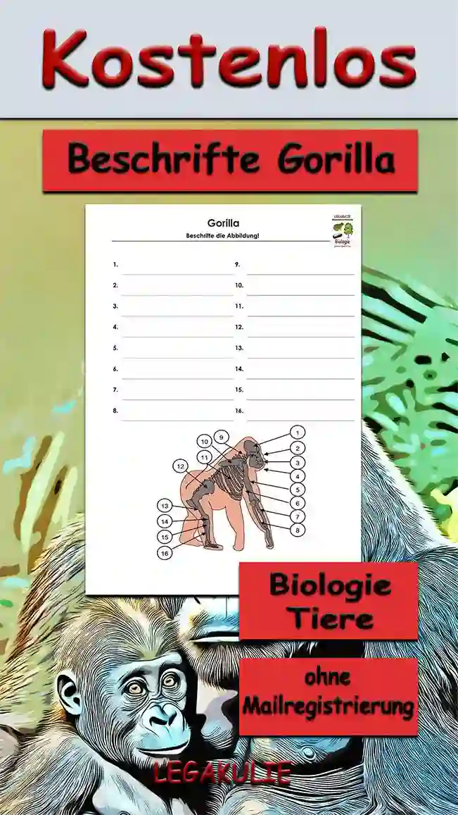Arbeitsblatt Beschrifte Gorilla - Kostenloses Unterrichtsmaterial von Legakulie.info