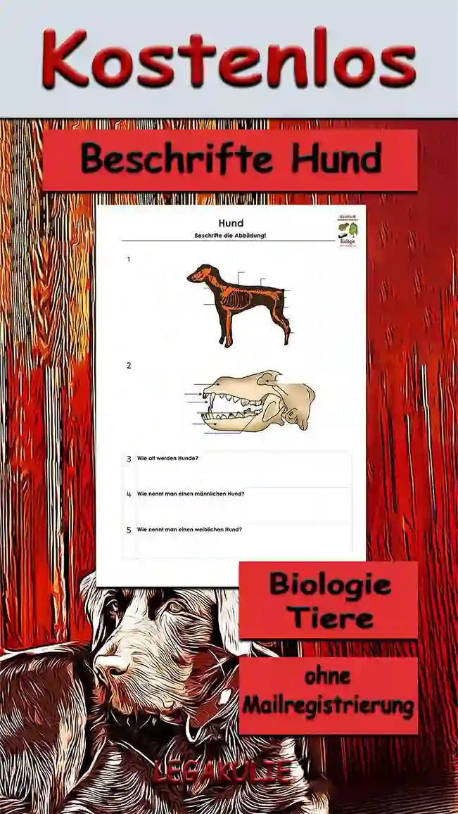 Arbeitsblatt Beschrifte Hund - Kostenloses Unterrichtsmaterial von Legakulie.info