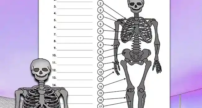 Beschrifte Skelett Beschrifte Skelett Biologie - Kostenloses Unterrichtsmaterial von Legakulie.info