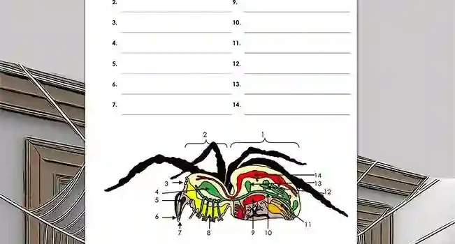 Beschrifte Spinne Biologie - Kostenloses Unterrichtsmaterial von Legakulie.info