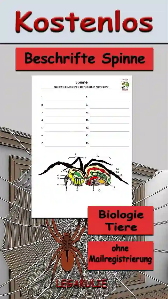 Beschrifte Spinne Biologie - Kostenloses Unterrichtsmaterial von Legakulie.info