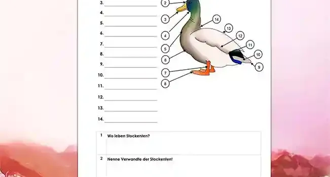 Beschrifte Stockente Arbeitsblatt Beschrifte Stockente - Kostenloses Unterrichtsmaterial von Legakulie.info