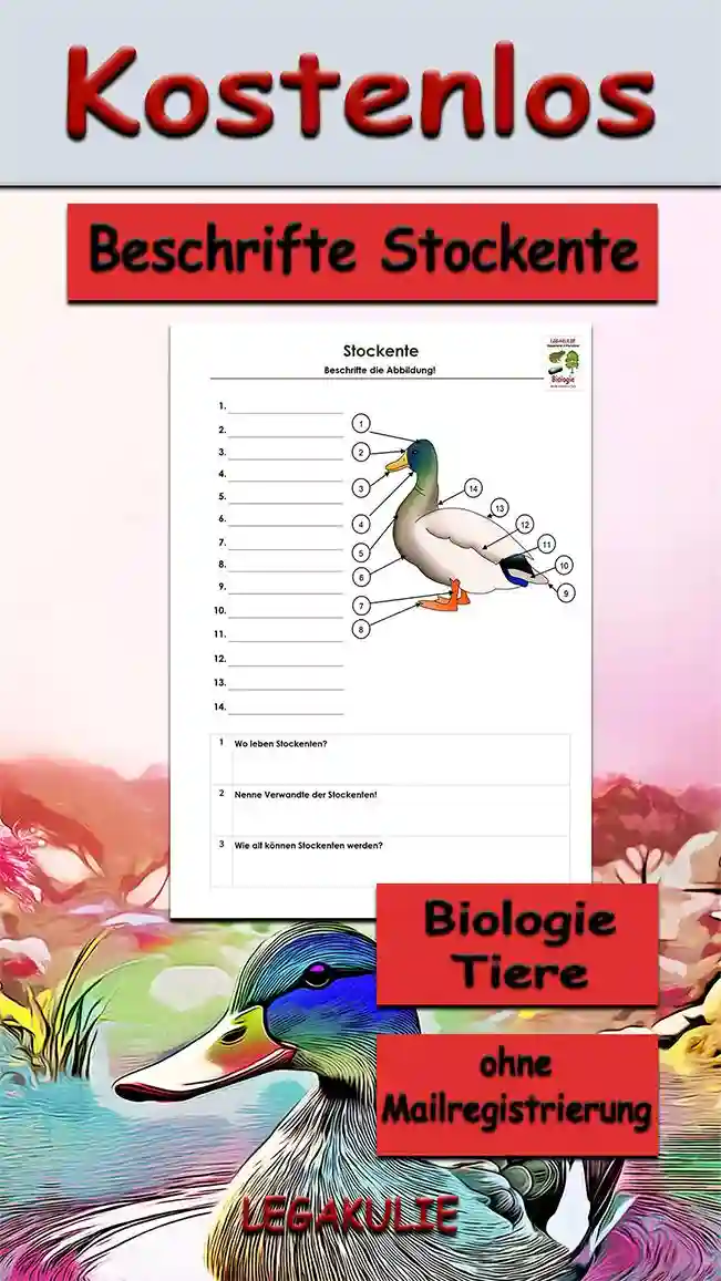 Arbeitsblatt Beschrifte Stockente - Kostenloses Unterrichtsmaterial von Legakulie.info