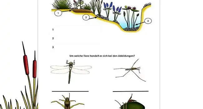 Beschrifte Teich Sachunterricht - Kostenloses Unterrichtsmaterial von Legakulie.info