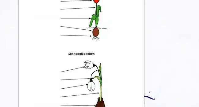 Arbeitsblatt Beschrifte Schneeglöckchen Tulpe - Kostenloses Unterrichtsmaterial von Legakulie.info