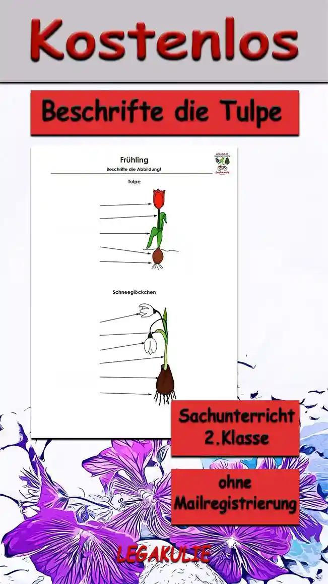 Arbeitsblatt Beschrifte Schneeglöckchen Tulpe - Kostenloses Unterrichtsmaterial von Legakulie.info