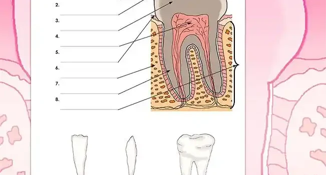 Arbeitsblatt Beschrifte Zähne - Kostenloses Unterrichtsmaterial von Legakulie.info