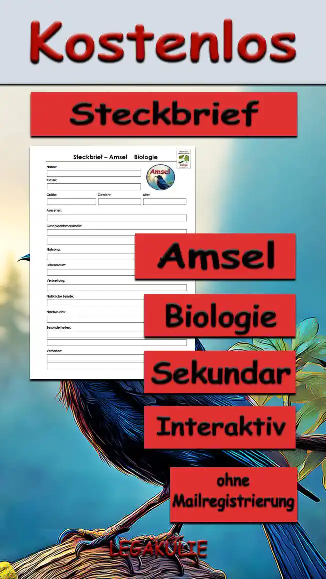 Steckbrief Amsel Sekundar Unterrichtsmaterial - Kostenlos von Legakulie.info